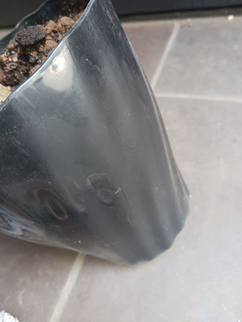 パルマータ 5号