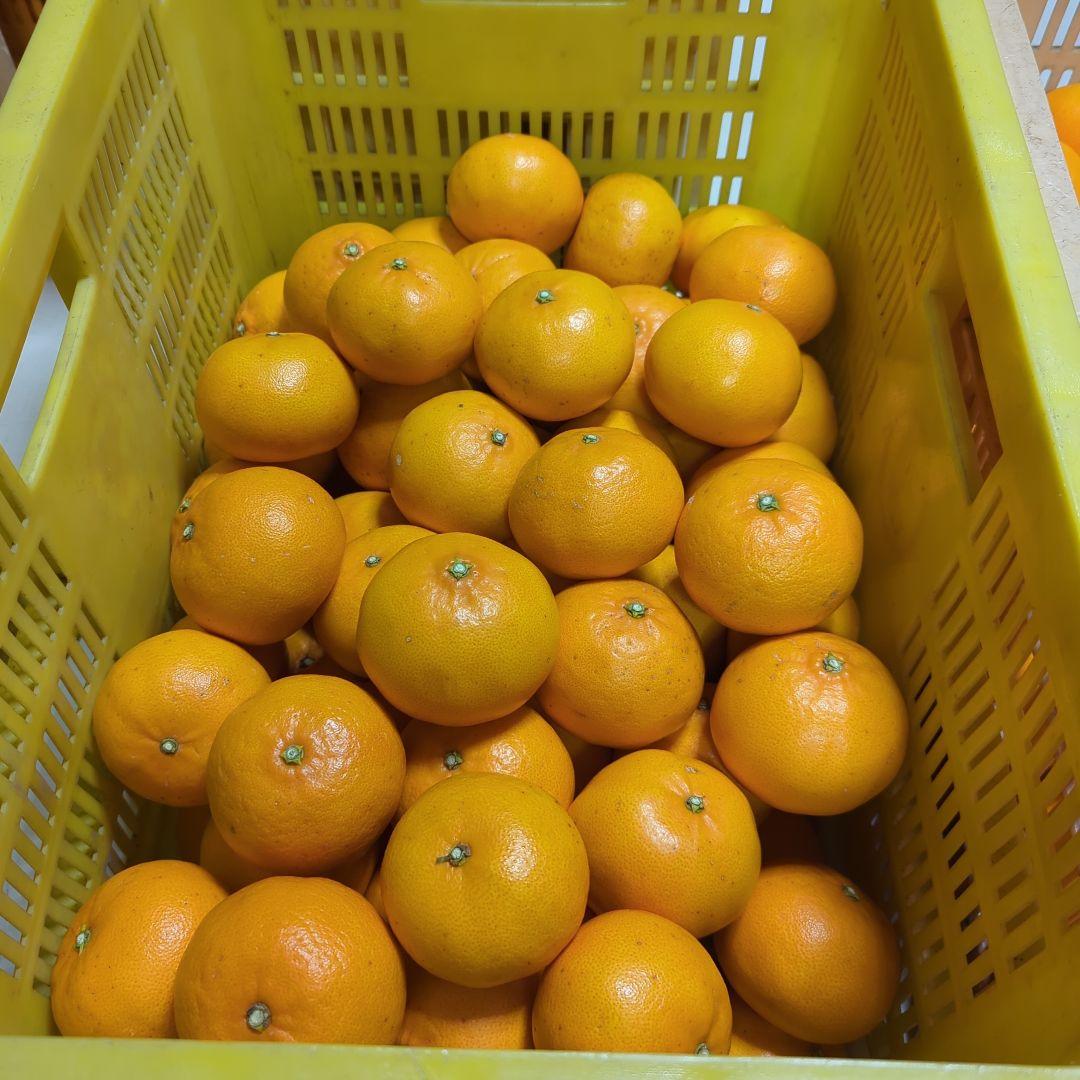 14愛媛県産 せとか 家庭用 10kg