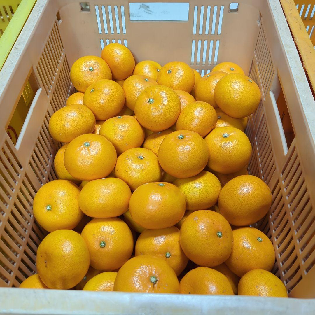 14愛媛県産 せとか 家庭用 10kg