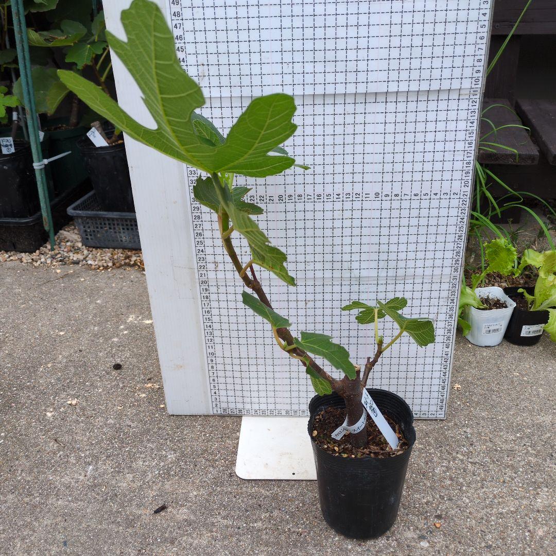 イチジク ⑨スイートカロン苗木２年生