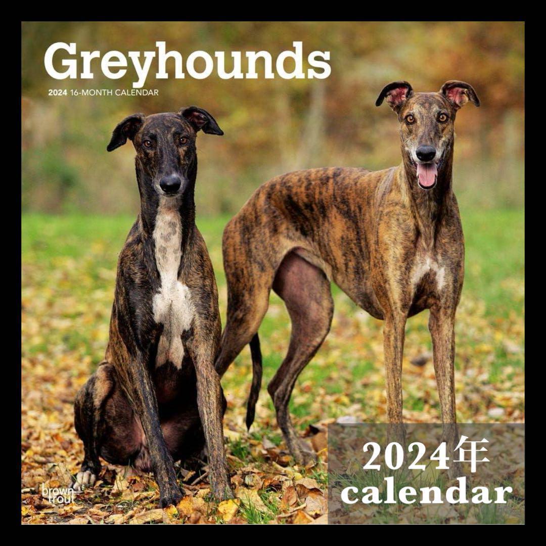 BrounTrout 2024年 令和5年 グレーハウンド カレンダー 犬