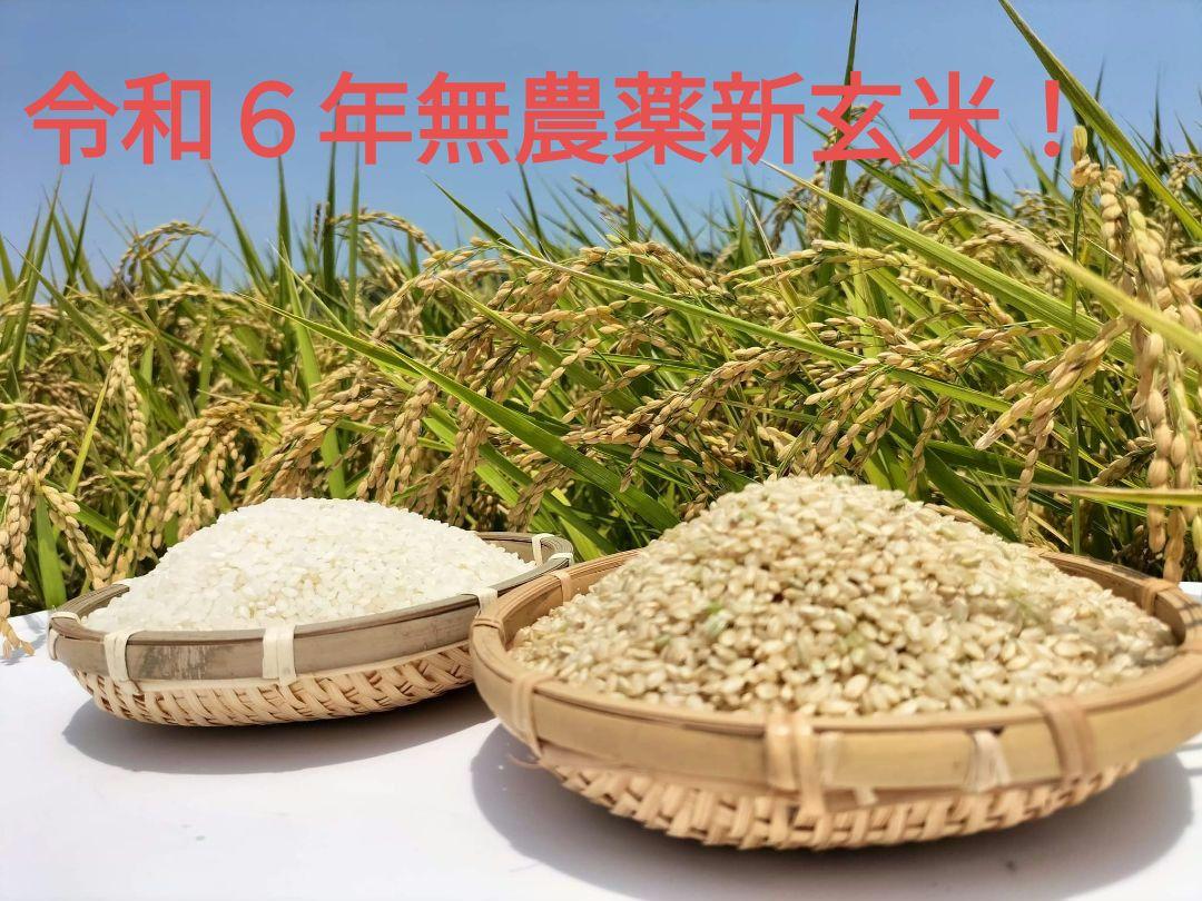 令和６年無農薬新玄米！ミルキークイーン10kg
