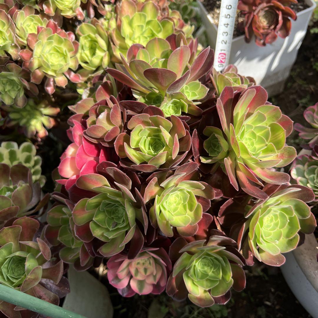 多肉植物。 香妃七彩法師錦抜き苗