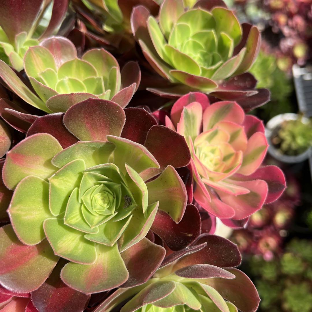多肉植物。 香妃七彩法師錦抜き苗