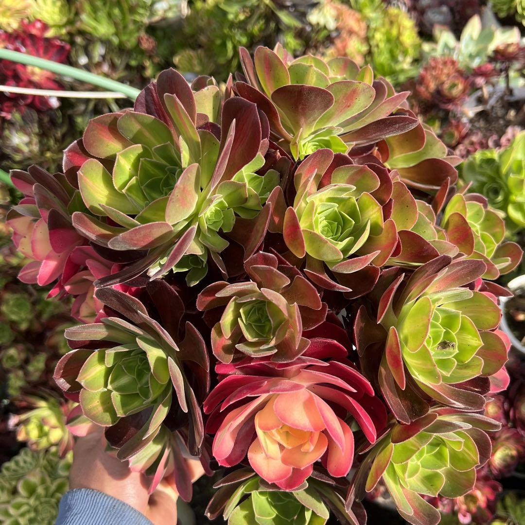 多肉植物。 香妃七彩法師錦抜き苗