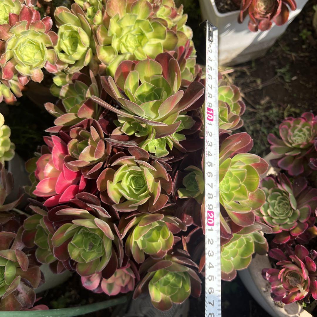 多肉植物。 香妃七彩法師錦抜き苗