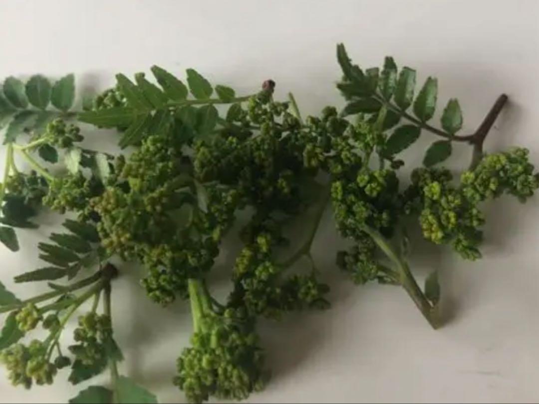 天然物　花山椒500g 滋賀県産