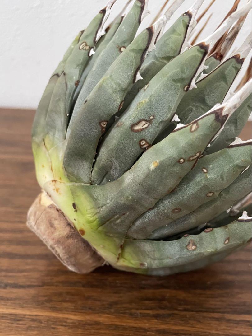 Agave アガベ ユタエンシス エボリスピナ 現地球 抜き苗