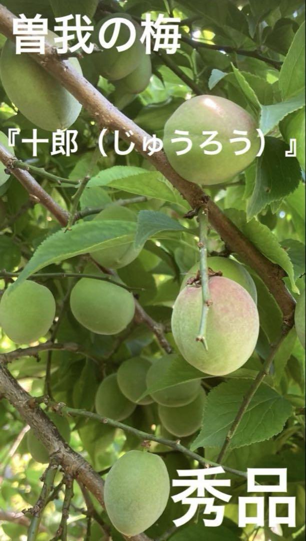 曽我の梅『十郎』生梅　秀品　５キロ