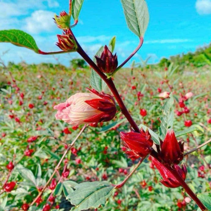 2025 生ハイビスカスローゼル3キロ箱いっぱい ✴︎11月29日〜随時発送✴︎ 2025 生ハイビスカスローゼル3キロ箱いっぱい ✴︎11月29日〜随時発送✴︎
