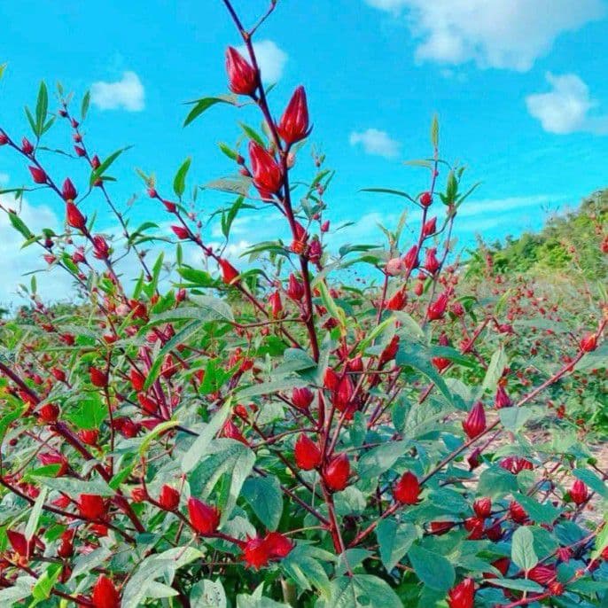 2025 生ハイビスカスローゼル3キロ箱いっぱい ✴︎11月29日〜随時発送✴︎ 2025 生ハイビスカスローゼル3キロ箱いっぱい ✴︎11月29日〜随時発送✴︎