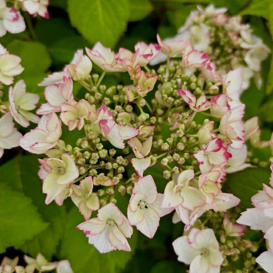 来年育成用アジサイ大栄花園4種➕レンブラント♡メルカリ便 来年育成用アジサイ大栄花園4種➕レンブラント♡メルカリ便