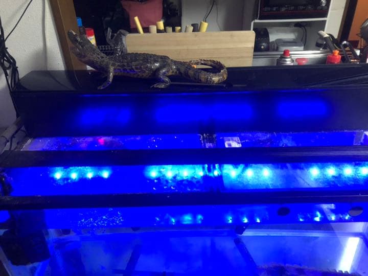 メルカリ 10水槽 Kotobuki Gex メガパワー1215 6090 魚用品 水草 55 000 中古や未使用のフリマ