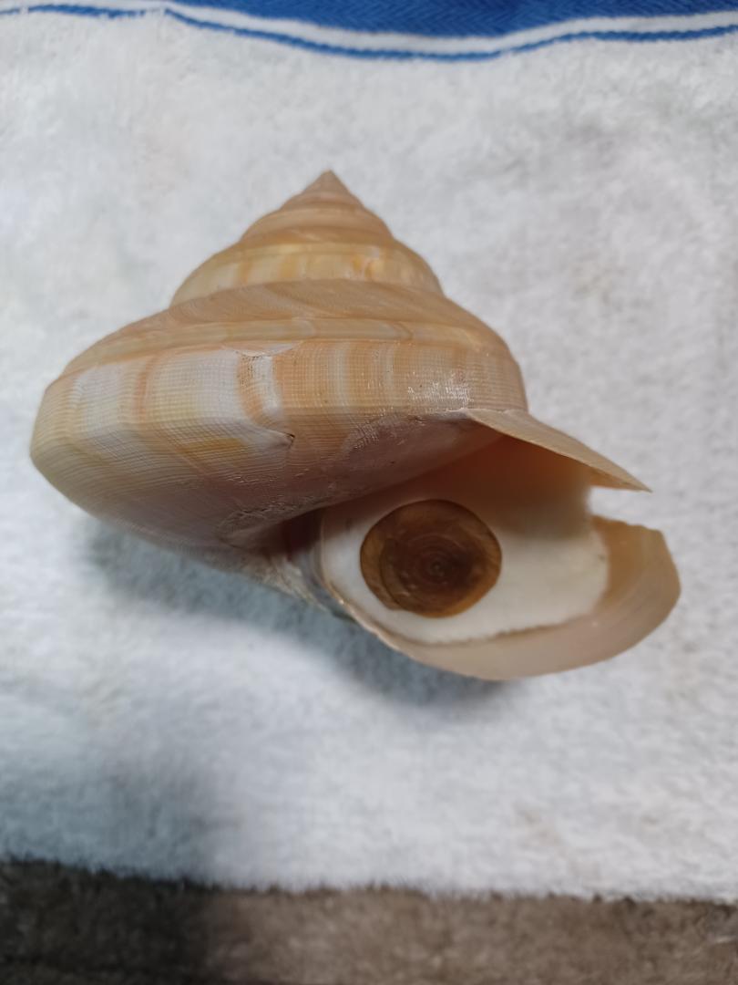 テラマチオキナエビス、117.4ミリ