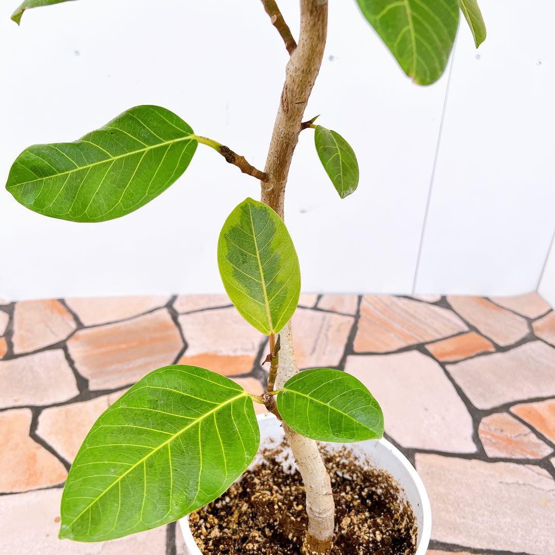 現品　フィカス　ゴムの木　アルテシマ　曲がり　33番　プラコッタ鉢　インテリア 現品 フィカス ゴムの木 アルテシマ 曲がり 33番 プラコッタ鉢