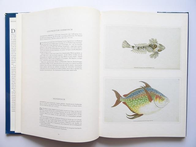 洋書◆魚の画集 作品写真集 ドイツ語 本