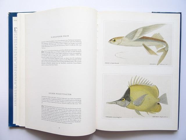 洋書◆魚の画集 作品写真集 ドイツ語 本