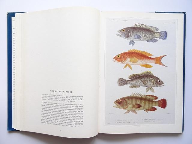 洋書◆魚の画集 作品写真集 ドイツ語 本
