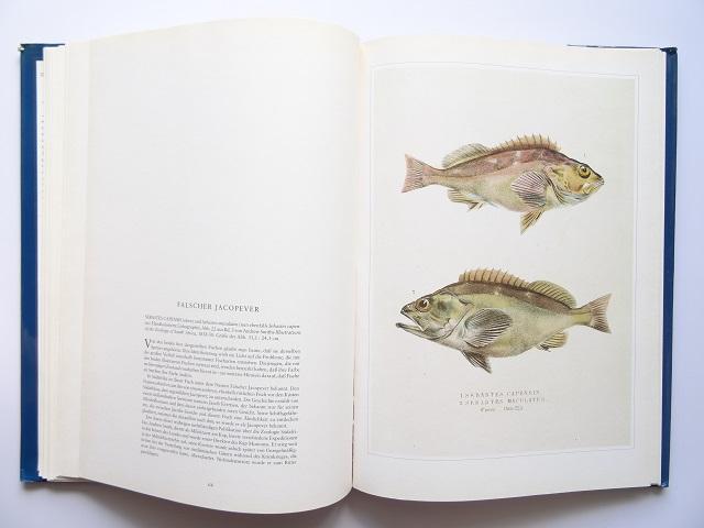 洋書◆魚の画集 作品写真集 ドイツ語 本