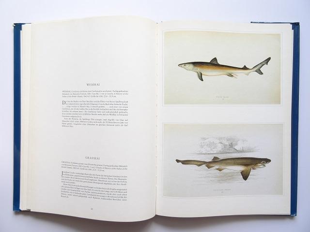 洋書◆魚の画集 作品写真集 ドイツ語 本