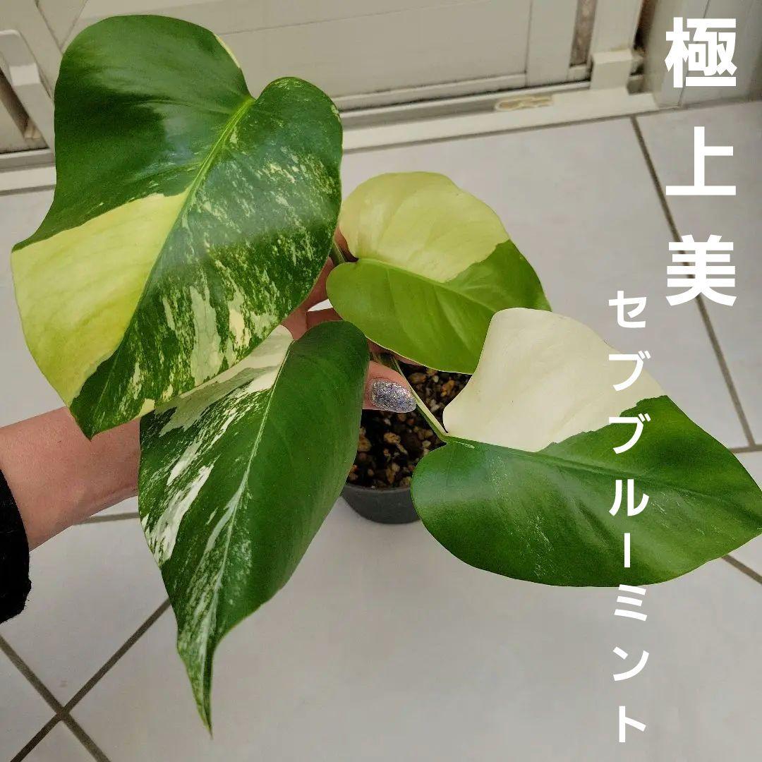 斑入りモンステラ☆超希少高級品最高セブブルーミントトップ