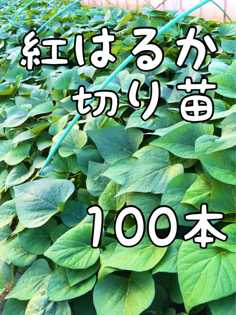 100本☆サツマイモ 【紅はるか】切り苗