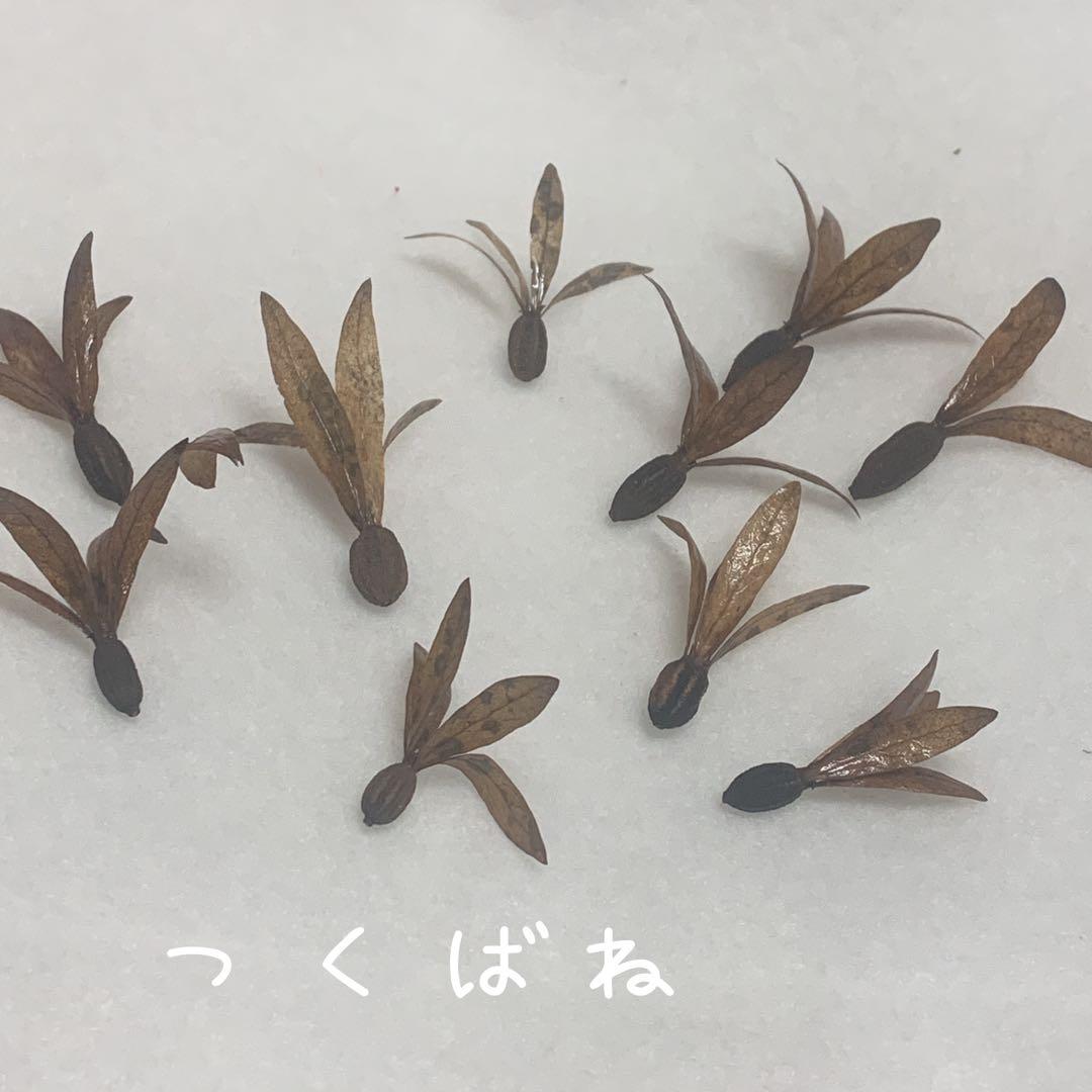 つくばねの実320個 大椿寺のツクバネ | 高梁川流域キッズ