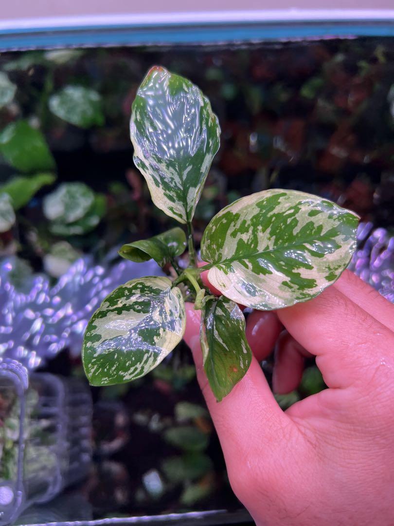 アヌビアスナナ　斑入りキング Anubias Variegated King アヌビアスナナ 斑入りキング Anubias Variegated King - メルカリ