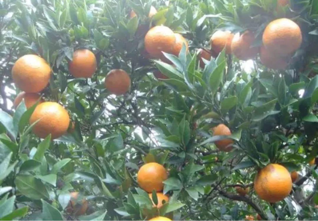 鹿児島県産 たんかん 家庭用 10kg ① 農薬化学肥料除草剤不使用