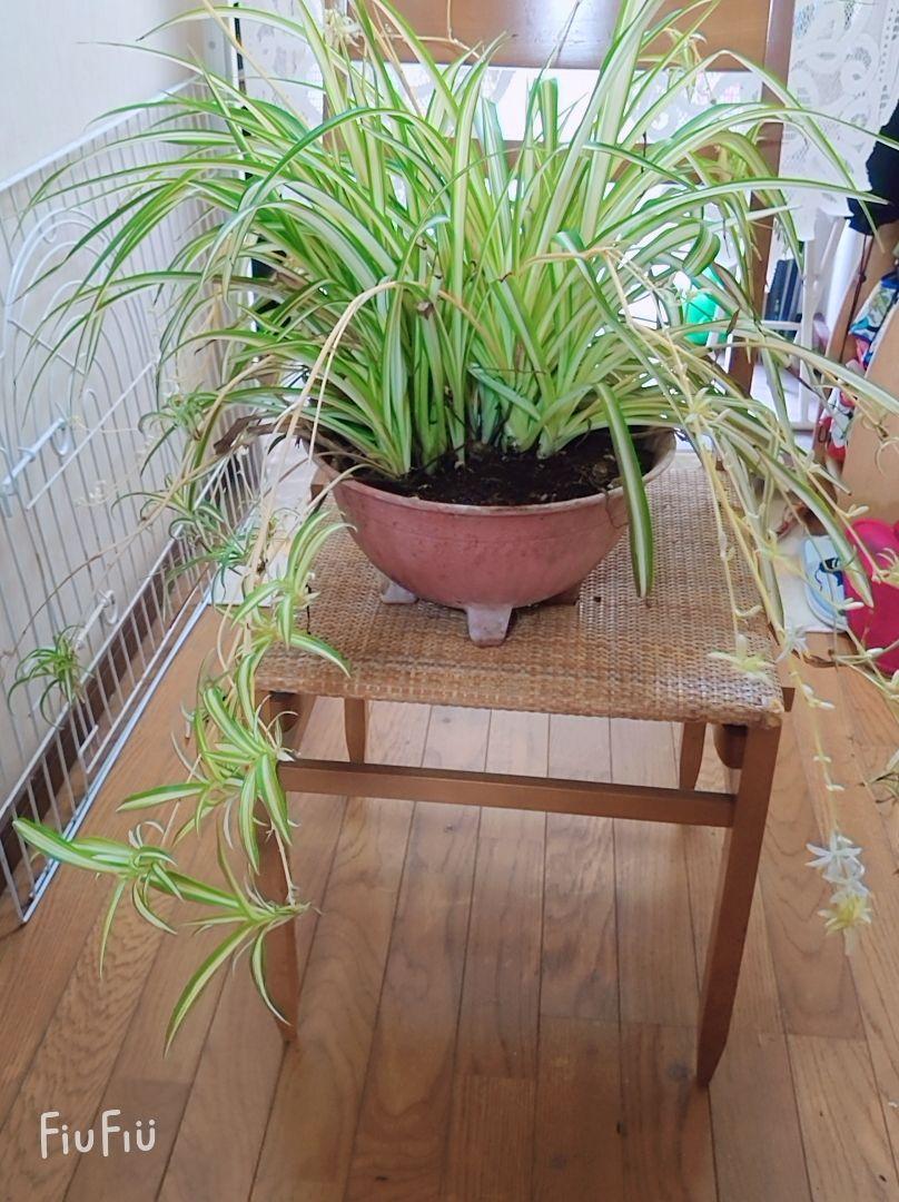 オリヅルラン 子株 10株