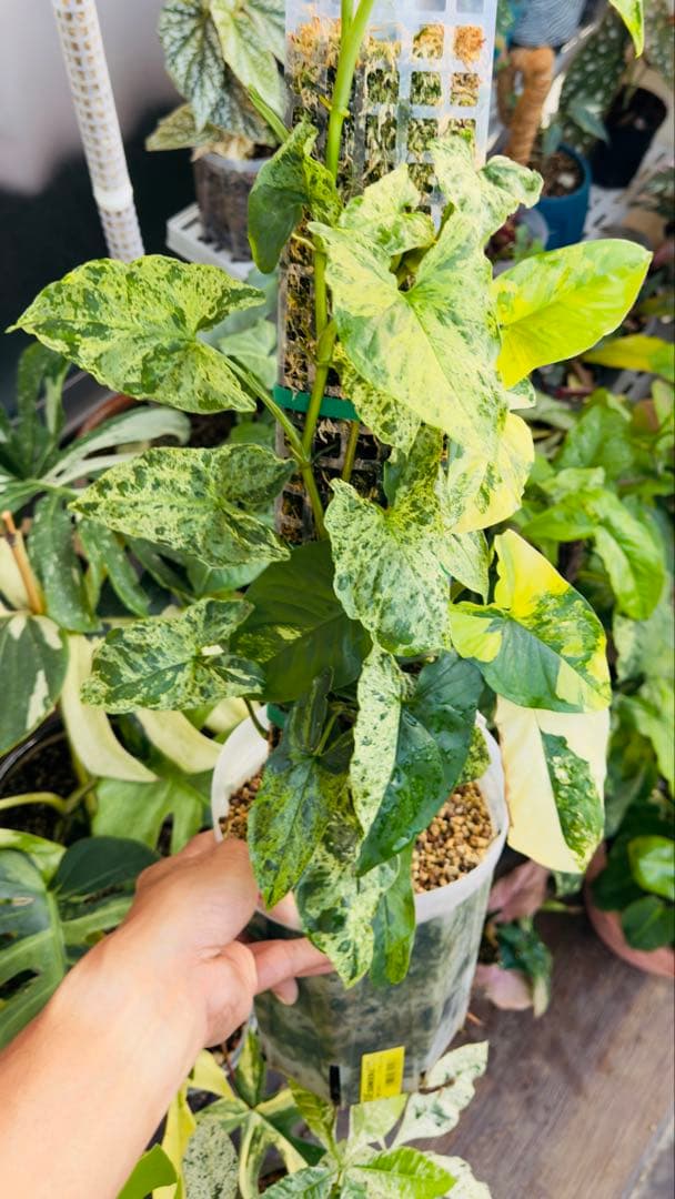 シンゴニウムモヒートとカリフォルニアゴールド