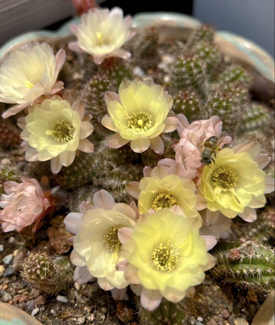 花サボテン　白檀　マルバーン