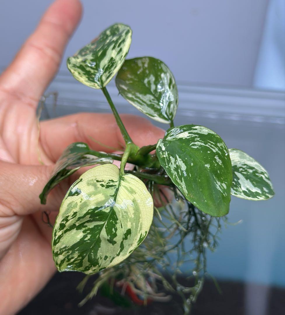 アヌビアスナナ 斑入りキング Anubias Variegated King - メルカリ