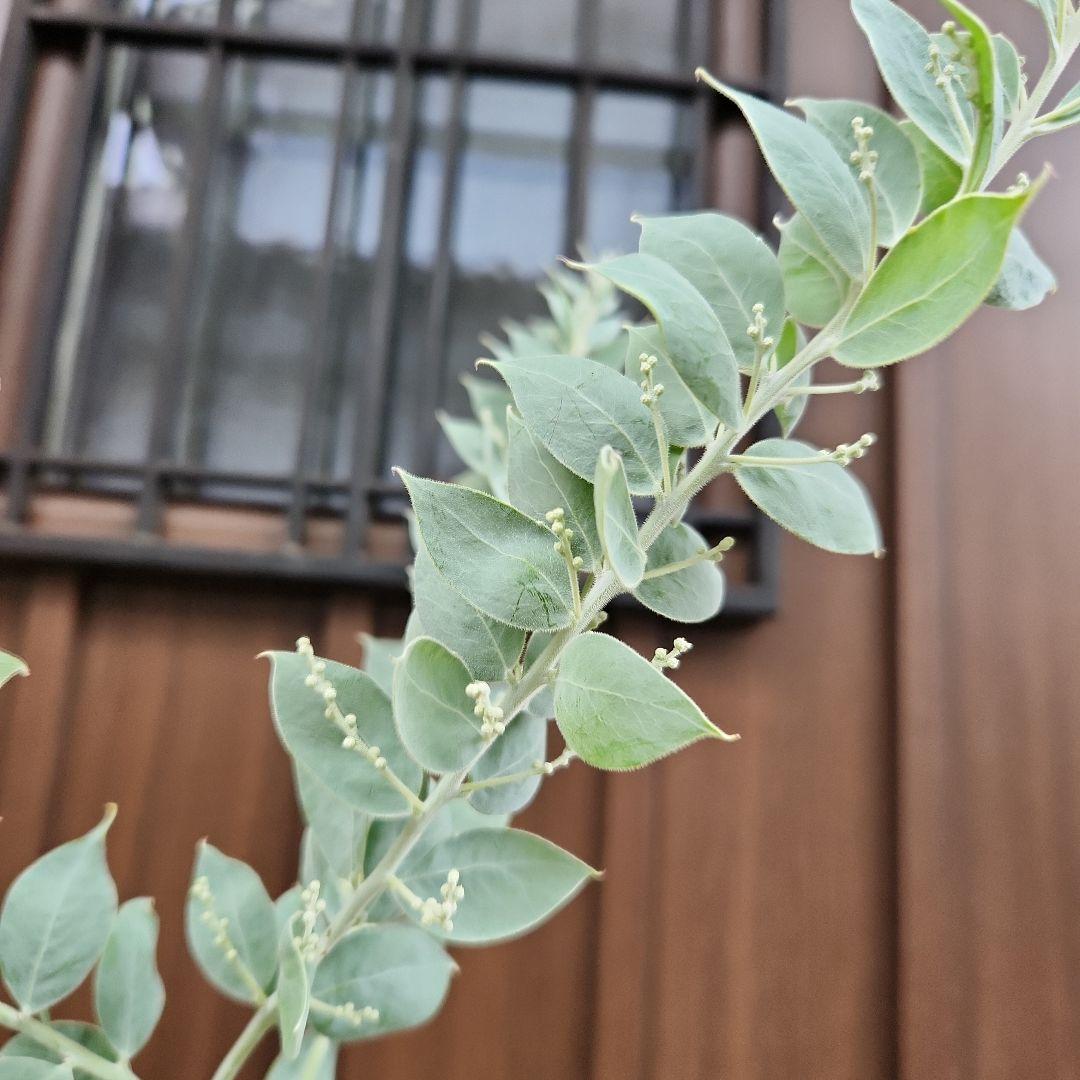 オージープランツ目立った傷や汚れなし