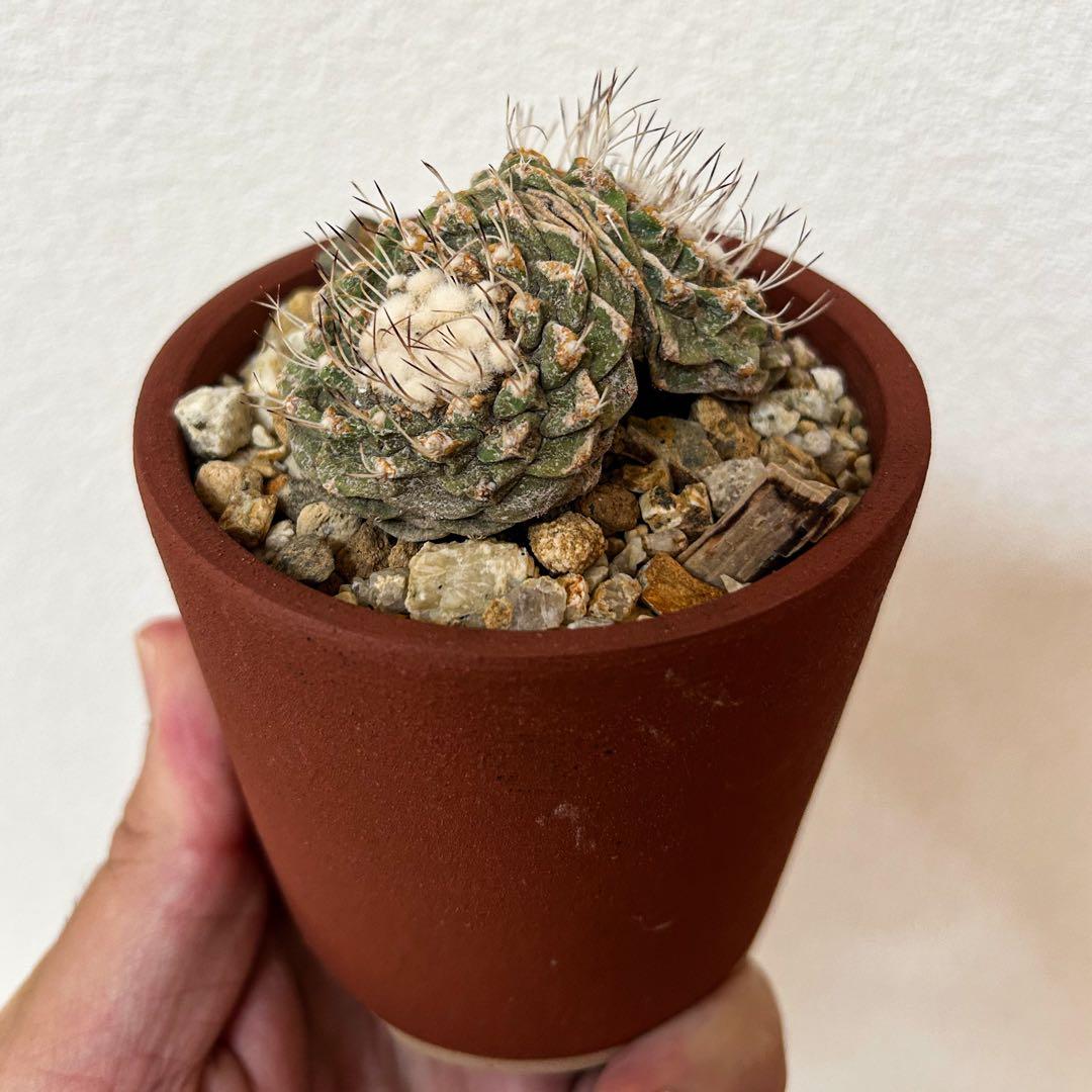 サボテン 菊水 実生 2頭目立った傷や汚れなし YUZUMIYA_COM