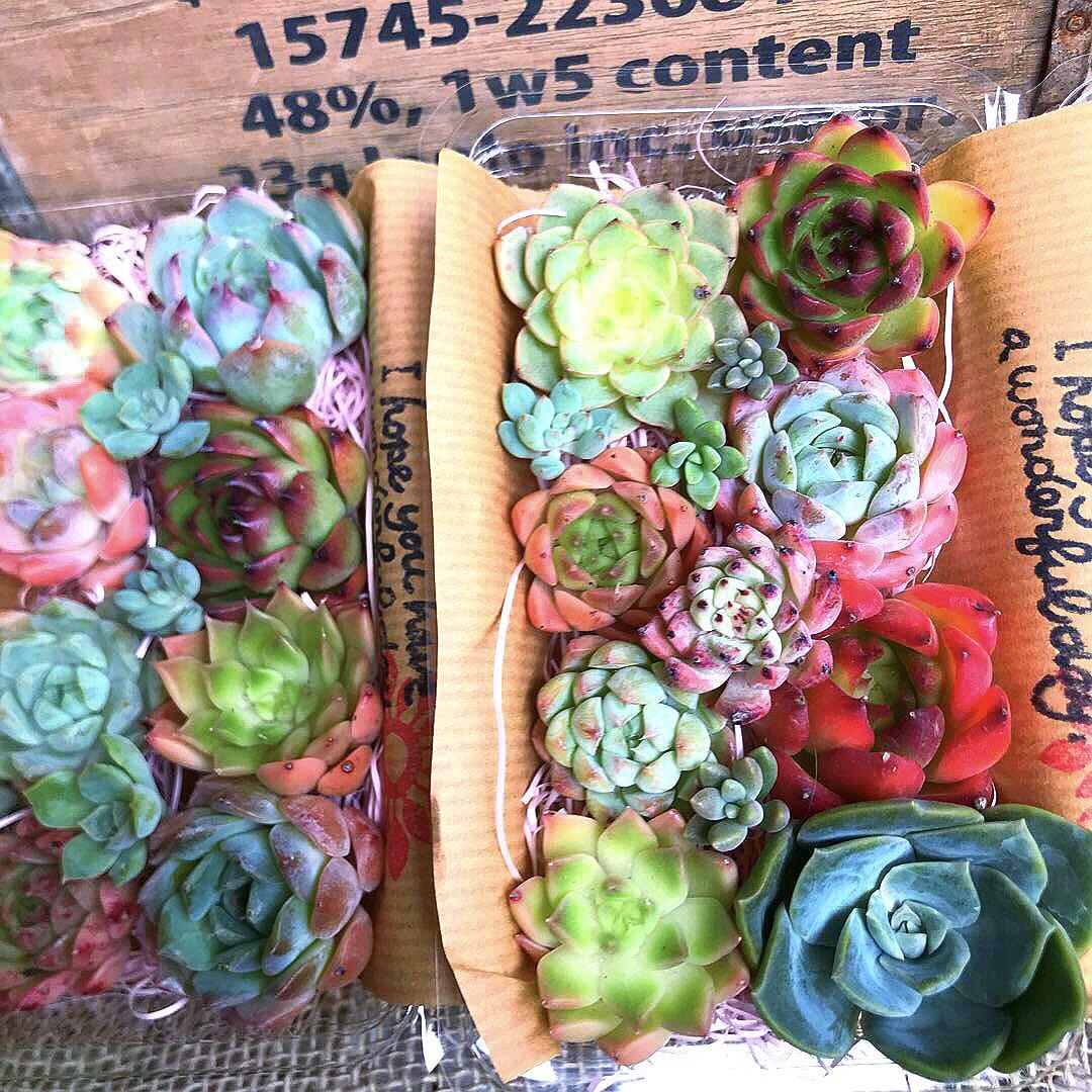 S. 多肉植物カット詰め合わせ 寄せ植えセット フードパック16.9