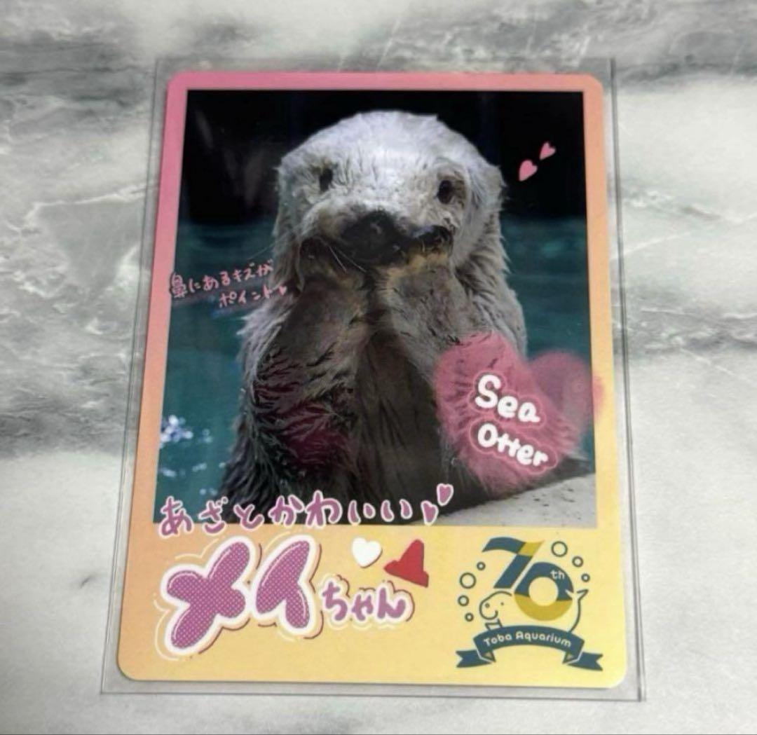 鳥羽水族館 70周年記念 コレクションカード ノーマルカード メイ