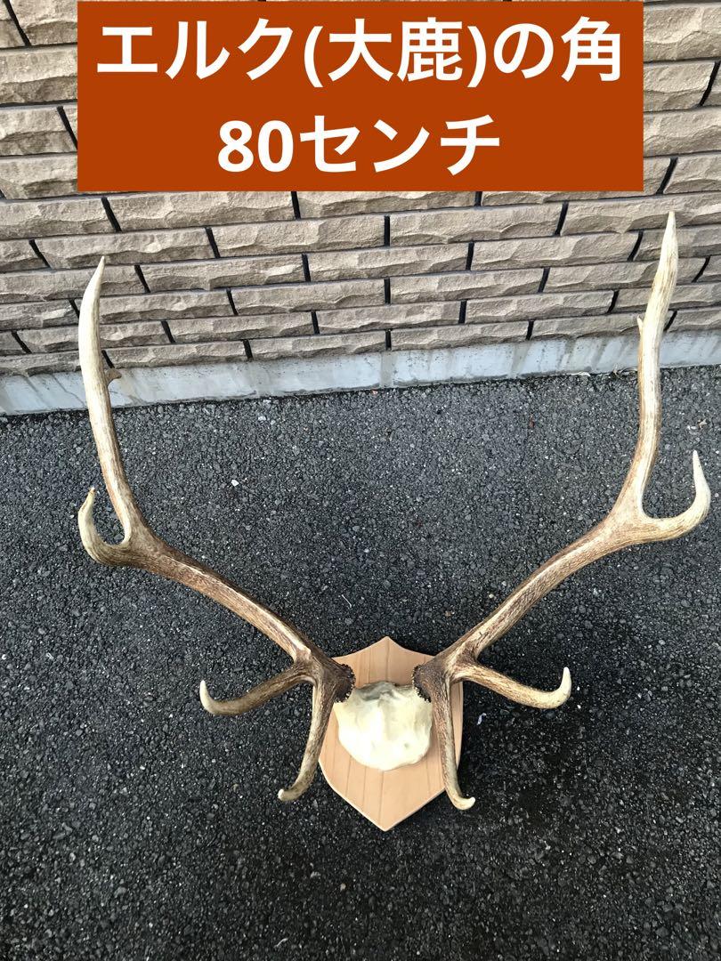 エルク 鹿の角 アカジカ ハンティングトロフィー ディアホーン 頭骨 骨格標本