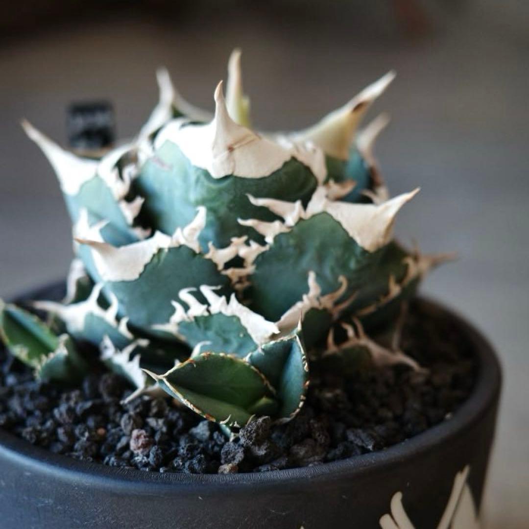 大白鯊 lize血統 子株 ② アガベ ホホジロザメ 検）CJspecial