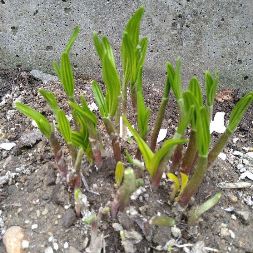 北海道産 行者ニンニク 根のみ 小苗 100本 お試し ネコポス発送
