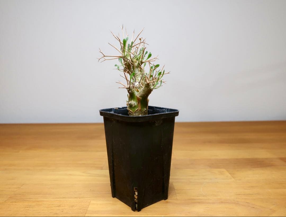 オトンナ ユーフォルビオイデス 実生4年目 ③