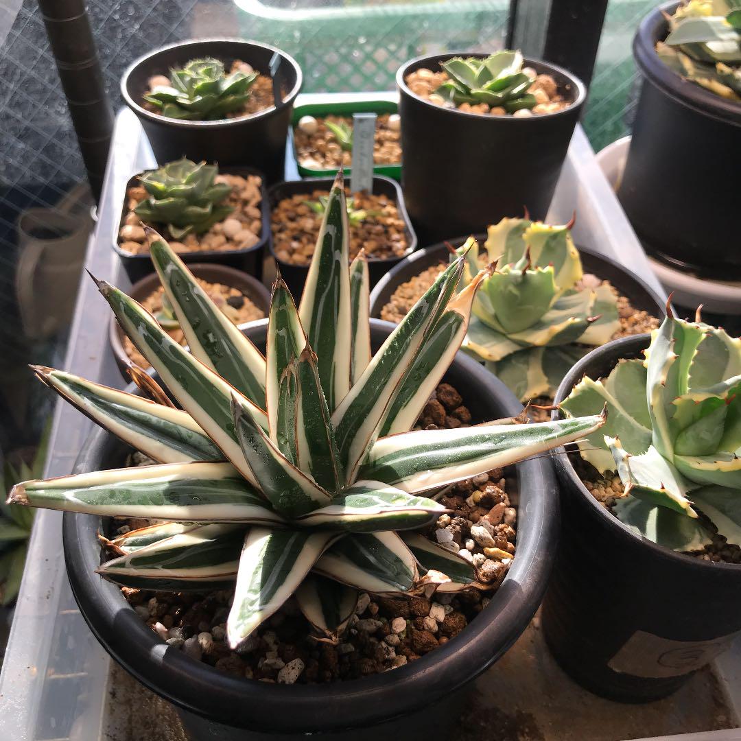 アガベ agave 『氷山』 | Lucky Summer Agave