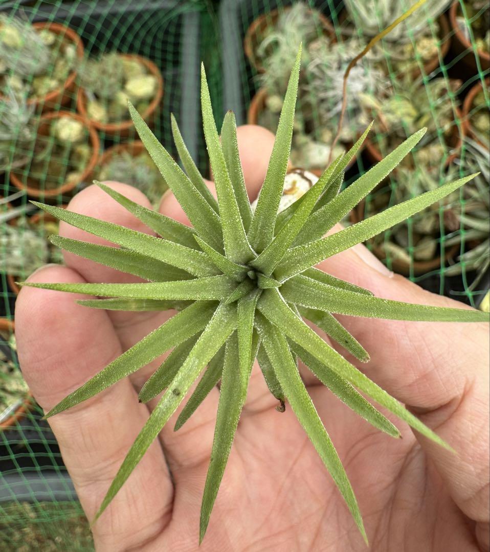 Tillandsia Ionantha Monkey Tail 速達発送 - メルカリ