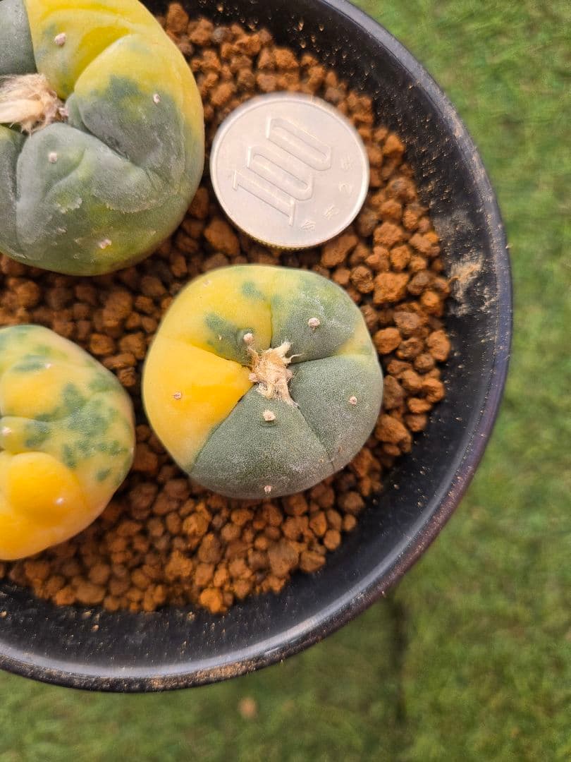 疣銀冠玉 X 疣銀冠玉錦-実生 セット3本 - メルカリ 疣銀冠玉 X 疣銀冠玉錦-実生 セット3本 - メルカリ