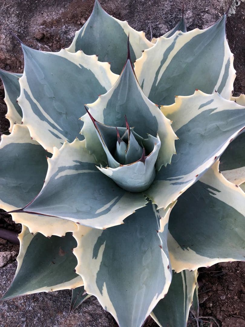 Agave ovatifolia 'Moby' アガベ オバティフォリア TC