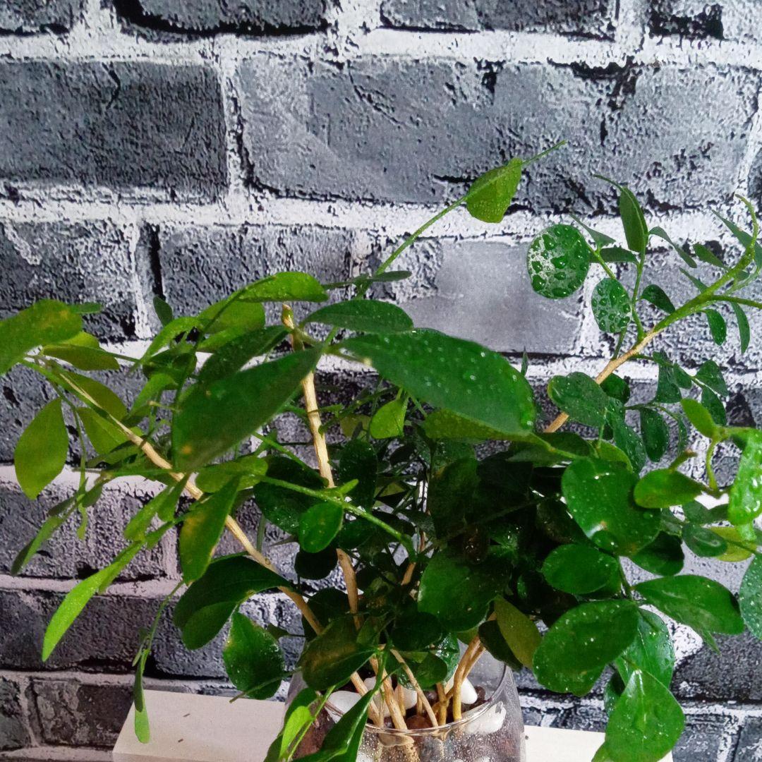 メルカリ シルクジャスミン ハイドロカルチャー 観葉植物 植物 観葉植物 1 0 中古や未使用のフリマ