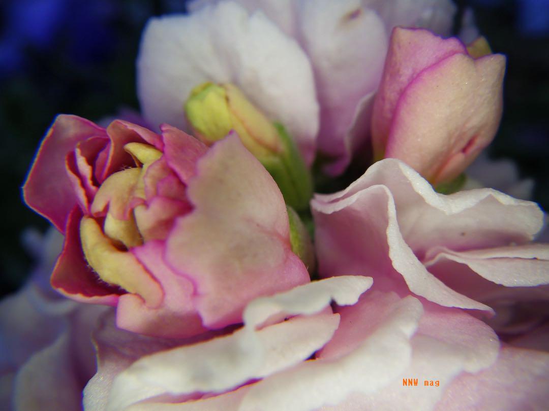 【元箱付き】RICOH WG-6