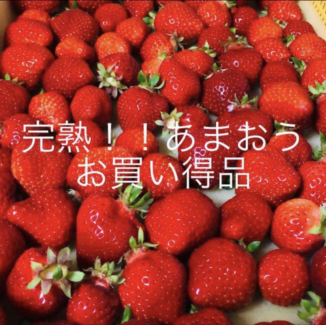 完熟 あまおう福岡県産加工用2キロ福岡県エコ農産物認定有機質栽培減農薬