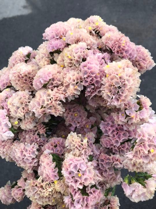 未使用展示品 レアカラー30本 570 スターチス ヴィンテージアッシュ ニュアンス スワッグ 海外直輸入 ハンドメイド 日用品 インテリア Roe Solca Ec 未使用展示品 レアカラー30本 570 スターチス ヴィンテージアッシュ ニュアンス スワッグ 海外直輸入 ハンドメイド 日用品 インテリア Roe Solca Ec