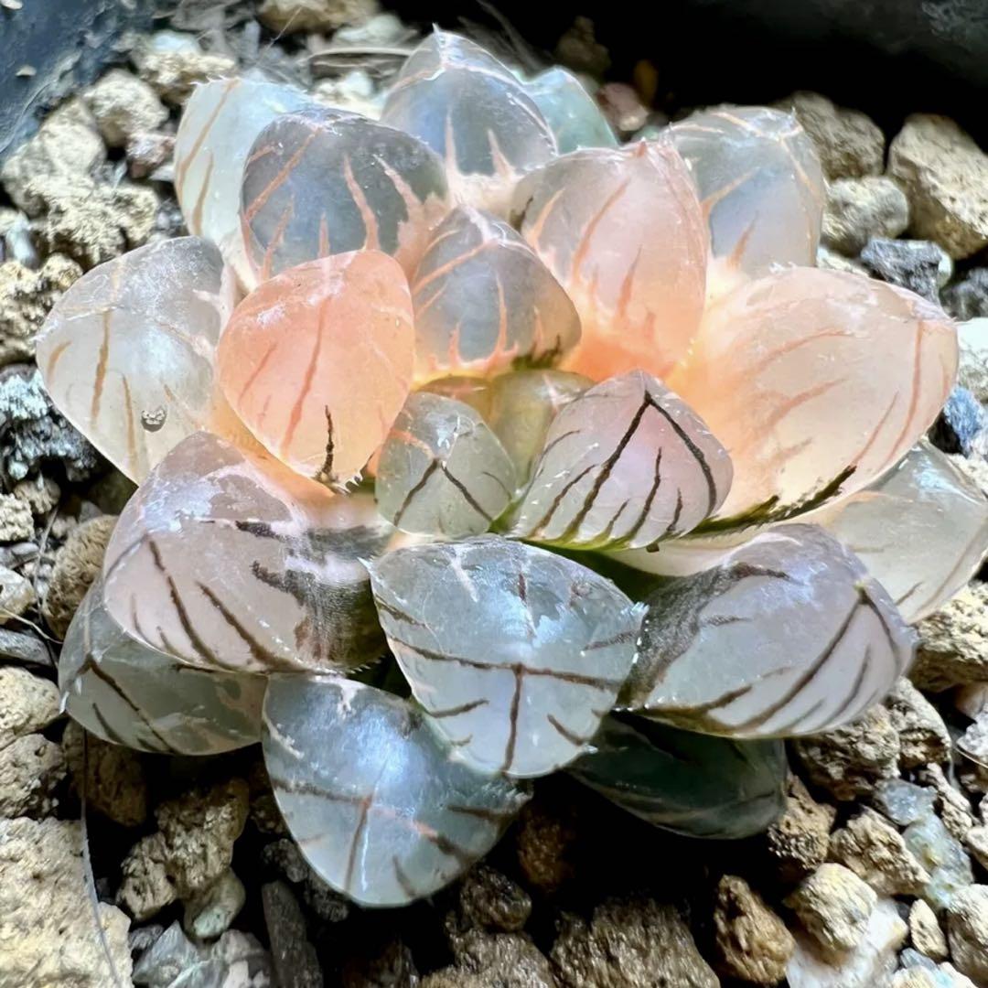 な*や様 多肉植物　ハオルチア　秋思いオブツーサ錦　鮮明錦　美品 多肉植物 ハオルチア 竜爪オブツーサ錦 極上斑 鮮明錦 - メルカリ